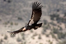 Turn Large Bird
